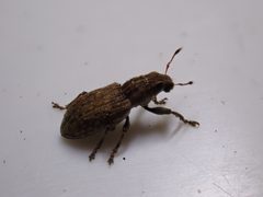 Sitona lepidus 152077089 by Maria. Used under a CC BY 4.0 license.