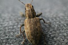 Sitona lepidus 29214261 by Robert Briggs. Used under a CC BY-SA 4.0 license.