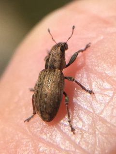 Sitona lepidus 29402052 by tikitu. Used under a CC0 license.