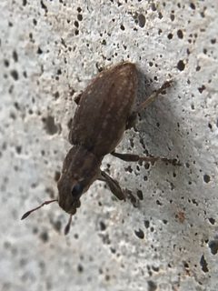 Sitona lepidus 40785359 by Michael Pirrello. Used under a CC BY 4.0 license.