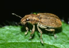 Sitona lepidus 61340995 by Steve Kerr. Used under a CC BY 4.0 license.