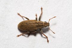 Sitona lineatus 294670411 by Поляков Александр. Used under a CC BY 4.0 license.