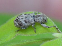 Pandeleteius cinereus - inat 266051642 by {{{name}}}. Used under a CC BY 4.0 license.