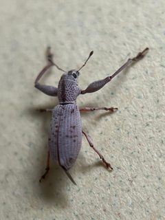 Pandeleteius nodifer - inat 186873072 by {{{name}}}. Used under a CC BY 4.0 license.