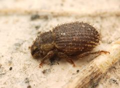 Cathormiocerus aristatus 01 by AfroBrazilian. Used under a CC BY-SA 4.0 license.
