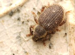Cathormiocerus aristatus 02 by AfroBrazilian. Used under a CC BY-SA 4.0 license.