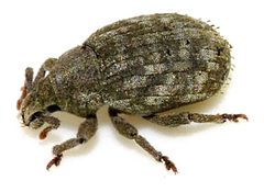 Romualdius-scaber-01-fws by Francisco Welter-Schultes. Used under a CC0 license.