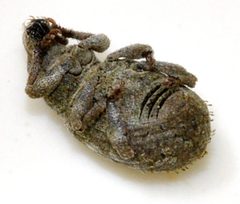 Romualdius-scaber-02-fws by Francisco Welter-Schultes. Used under a CC0 license.