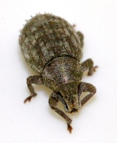 Romualdius-scaber-08-fws by Francisco Welter-Schultes. Used under a CC0 license.
