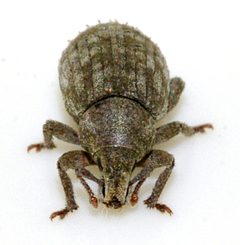 Romualdius-scaber-09-fws by Francisco Welter-Schultes. Used under a CC0 license.