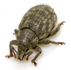 Romualdius-scaber-10-fws by Francisco Welter-Schultes. Used under a CC0 license.