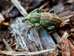 Panscopus gemmatus - inat 84307573 by {{{name}}}. Used under a CC BY 4.0 license.