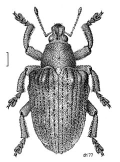 COLE Curculionidae Gonipterus scutellatus by Desmond W. Helmore
. Used under a CC BY 4.0 license.