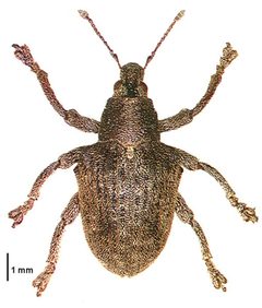 Gonipterus platensis dorsal by Landcare Research New Zealand Ltd.. Used under a CC BY 4.0 license.