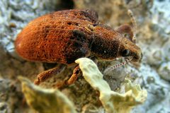Gonipterus sp by João Coelho. Used under a CC BY 2.0 license.