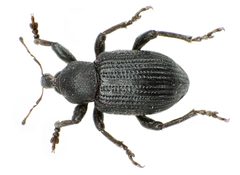 Hypera diversipunctata bl by Siga. Used under a CC BY-SA 3.0 license.