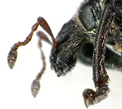 Hypera diversipunctata detail by Siga. Used under a CC BY-SA 3.0 license.