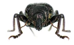 Hypera diversipunctata front by Siga. Used under a CC BY-SA 3.0 license.