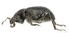 Hypera diversipunctata side by Siga. Used under a CC BY-SA 3.0 license.