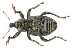 Hypera diversipunctata under by Siga. Used under a CC BY-SA 3.0 license.