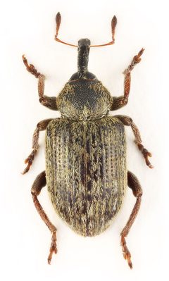 Hypera meles by Stanislav Snäll. Used under a CC BY 3.0 license.