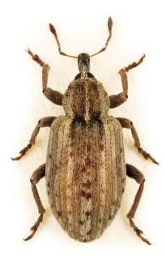 Hypera postica by Stanislav Snäll. Used under a CC BY 3.0 license.