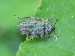 Hypera postica su Rumex 01 by Luca Fornasari. Used under a CC BY-SA 4.0 license.