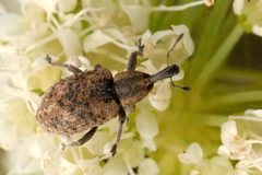 Hypera.rumicis.-.lindsey by James K. Lindsey. Used under a CC BY-SA 3.0 license.