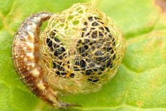 Hypera.rumicis4.-.lindsey by James K. Lindsey. Used under a CC BY-SA 3.0 license.