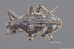 Apleurus porosus1 by Michael Shillingburg. Used under a CC0 license.