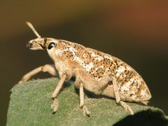 Cyphocleonus achates by Sean McCann from Vancouver, Canada. Used under a CC BY-SA 2.0 license.