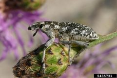 Cyphocleonus achates imago by Eric Coombs. Used under a CC BY 3.0 us license.