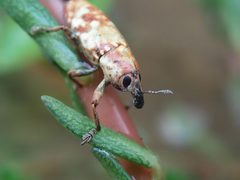 Knapweed root weevil by Kenny Chabba. Used under a CC BY-SA 4.0 license.