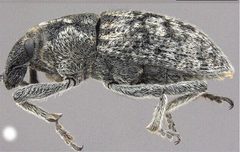 Purealus beckelorum by Robert S. Anderson. Used under a CC BY 4.0 license.