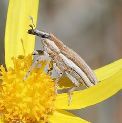 Scaphomorphus pleuralis by Even Dankowicz. Used under a CC BY 4.0 license.