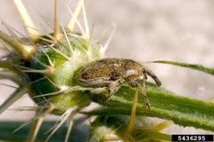 Eustenopus villosus adult by Eric Coombs, Oregon Department of Agriculture, Bugwood.org - See more at: http://www.forestryimages.org/browse/detail.cfm?imgnum=5436295#sthash.uoaaMFKy.dpuf. Used under a CC BY 3.0 license.