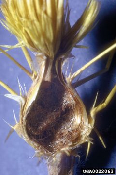 Eustenopus villosus pupal chamber by Charles Turner, USDA Agricultural Research Service, Bugwood.org - See more at: http://www.forestryimages.org/browse/detail.cfm?imgnum=0022063#sthash.v68Hck62.dpuf. Used under a CC BY 3.0 license.