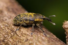 Larinus carlinae 389669743 by Matthew Lindsey. Used under a CC BY 4.0 license.