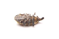 Larinus carlinae 403286321 by Matthew Lindsey. Used under a CC BY 4.0 license.
