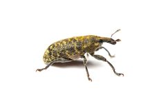 Larinus carlinae 403286368 by Matthew Lindsey. Used under a CC BY 4.0 license.