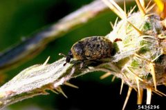 Larinus curtus by Eric Coombs, Oregon Department of Agriculture, Bugwood.org - See more at: http://www.invasive.org/browse/detail.cfm?imgnum=5436296#sthash.LL9XAFIr.dpuf. Used under a CC BY 3.0 license.