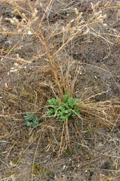 Centaurea diffusa 5435692 by Eric Coombs, Oregon Department of Agriculture, Bugwood.org - University of Georgia. Used under a CC BY 3.0 license.
