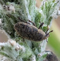 Larinus minutus 389245595 by Ben Keen. Used under a CC0 license.