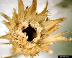 Larinus minutus emergence hole by Gary Brown, USDA APHIS PPQ, Bugwood.org. Used under a CC BY 3.0 license.