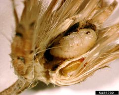 Larinus minutus larvae by Gary Brown, USDA APHIS PPQ, Bugwood.org. Used under a CC BY 3.0 license.