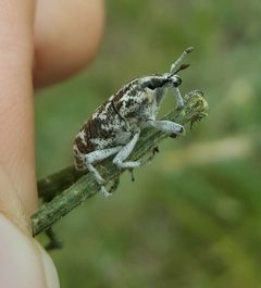 Weevil bio control - Black Hills National Forest - 2 by Black Hills National Forest

U.S. Forest Service. Used under a Public domain license.