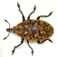 Larinus-turbinatus-03-fws by Francisco Welter-Schultes. Used under a CC0 license.