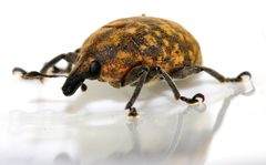 Larinus-turbinatus-08-fws by Francisco Welter-Schultes. Used under a CC0 license.