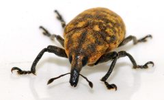 Larinus-turbinatus-09-fws by Francisco Welter-Schultes. Used under a CC0 license.