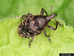 Larinus turbinatus by Gyorgy Csoka. Used under a CC BY 3.0 us license.